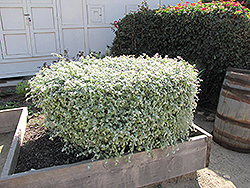 Licorice Plant (Helichrysum petiolare) at A Very Successful Garden Center