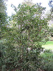 Laurustinus (Viburnum tinus) at Stonegate Gardens