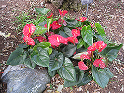 Anthurium (Anthurium andraeanum) at A Very Successful Garden Center