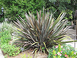 Gray Goose New Zealand Flax (Phormium 'Gray Goose') at A Very Successful Garden Center