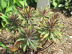 Blackbird Evergreen Spurge (Euphorbia 'Nothowlee') at A Very Successful Garden Center