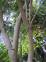 Quinine Tree (Rauvolfia caffra) at Stonegate Gardens