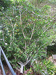 White Gardenia (Gardenia thunbergia) at A Very Successful Garden Center