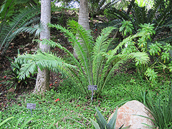 Poor Man's Cycad (Encephalartos villosus) at Stonegate Gardens