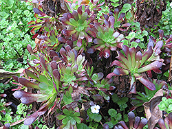 Tip Top Aeonium (Aeonium arboreum 'Tip Top') at A Very Successful Garden Center