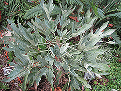 Mountain Cabbage Tree (Cussonia paniculata) at Stonegate Gardens