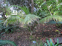 Majesty Palm (Ravenea rivularis) at Stonegate Gardens