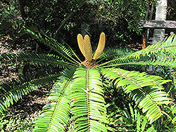 Natal Cycad (Encephalartos natalensis) at A Very Successful Garden Center