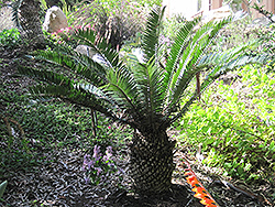 Natal Cycad (Encephalartos natalensis) at Lakeshore Garden Centres