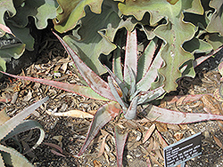 Malagasy Aloe (Aloe capitata) at A Very Successful Garden Center