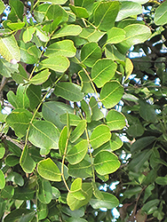 Weeping Boer Bean (Schotia brachypetala) at Stonegate Gardens