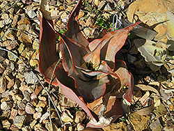 Aloe (Aloe imalotensis) at A Very Successful Garden Center