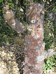 Elephant Tree (Operculicarya decaryi) at Lakeshore Garden Centres