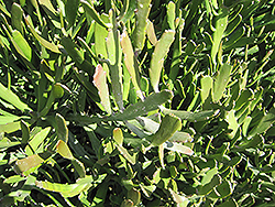 Milk Bush (Euphorbia xylophylloides) at A Very Successful Garden Center