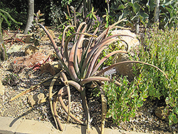 Malagasy Tree Aloe (Aloe suzannae) at A Very Successful Garden Center