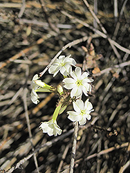 Leafless Leadwort (Plumbago aphylla) at Lakeshore Garden Centres