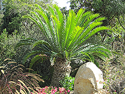 Eastern Cape Giant Cycad (Encephalartos altensteinii) at Stonegate Gardens