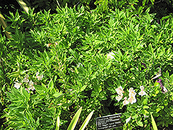 Casablanca Alstroemeria (Alstroemeria 'Casablanca') at A Very Successful Garden Center