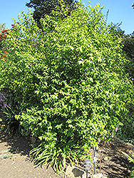 Snuff-box Tree (Oncoba spinosa) at A Very Successful Garden Center