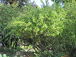 Kei Apple (Dovyalis caffra) at Lakeshore Garden Centres