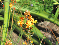 Orange Stalked Bulbine (Bulbine frutescens 'Orange') at A Very Successful Garden Center