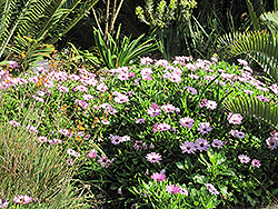 Soprano Light Purple African Daisy (Osteospermum 'Soprano Light Purple') at A Very Successful Garden Center