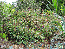 Ethiopian Plumbago (Ceratostigma abyssinicum) at Lakeshore Garden Centres