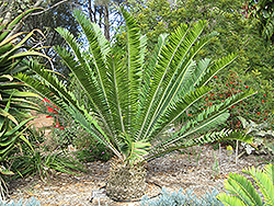 Gorongo Cycad (Encephalartos manikensis) at Stonegate Gardens
