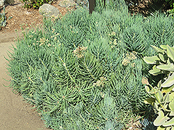 Jolly Gray Hybrid Kleinia (Senecio talinoides 'Jolly Gray') at Lakeshore Garden Centres