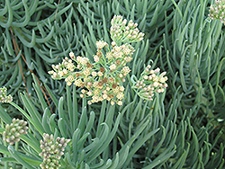 Jolly Gray Hybrid Kleinia (Senecio talinoides 'Jolly Gray') at A Very Successful Garden Center
