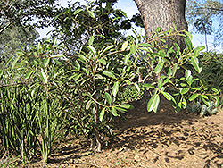 Deciduous Fig (Ficus superba var. henneana) at A Very Successful Garden Center