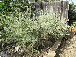 California Sagebrush (Artemisia californica) at A Very Successful Garden Center