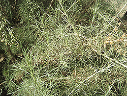 California Sagebrush (Artemisia californica) at A Very Successful Garden Center