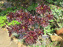Schwarzkopf Stonecrop (Aeonium arboreum 'Schwarzkopf') at A Very Successful Garden Center
