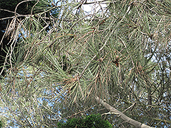 Torrey Pine (Pinus torreyana) at Lakeshore Garden Centres
