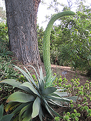 Fox Tail Agave (Agave attenuata) at Stonegate Gardens