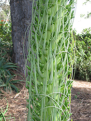 Fox Tail Agave (Agave attenuata) at Stonegate Gardens
