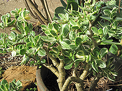 Variegated Jade Plant (Crassula ovata 'Variegata') at A Very Successful Garden Center