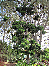 Hoop Pine (Araucaria cunninghamii) at A Very Successful Garden Center