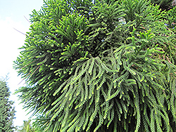 Hoop Pine (Araucaria cunninghamii) at A Very Successful Garden Center