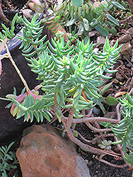 Miniature Pine Tree (Crassula tetragona) at A Very Successful Garden Center