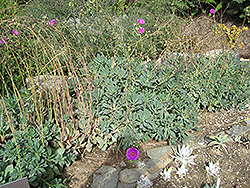 Rock Purslane (Calandrinia grandiflora) at A Very Successful Garden Center