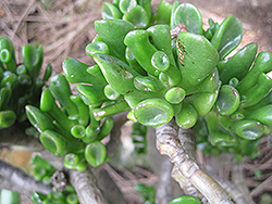 Gollum Jade Plant (Crassula ovata 'Gollum') at A Very Successful Garden Center