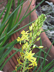 Yellow Stalked Bulbine (Bulbine frutescens 'Yellow') at A Very Successful Garden Center