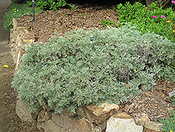 Powis Castle Artemesia (Artemisia 'Powis Castle') at A Very Successful Garden Center