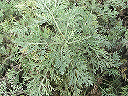 Powis Castle Artemesia (Artemisia 'Powis Castle') at Lakeshore Garden Centres