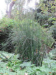 Horsetail (Equisetum hyemale) at A Very Successful Garden Center