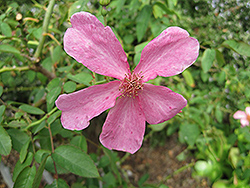 Mateo's Silk Butterflies Rose (Rosa 'LETsilk') at A Very Successful Garden Center