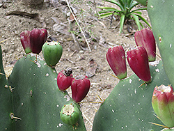 Erect Prickly Pear Cactus (Opuntia dillenii) at A Very Successful Garden Center