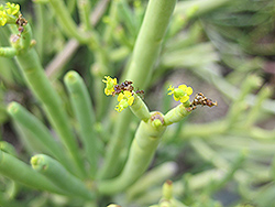 Tolda (Euphorbia aphylla) at Lakeshore Garden Centres